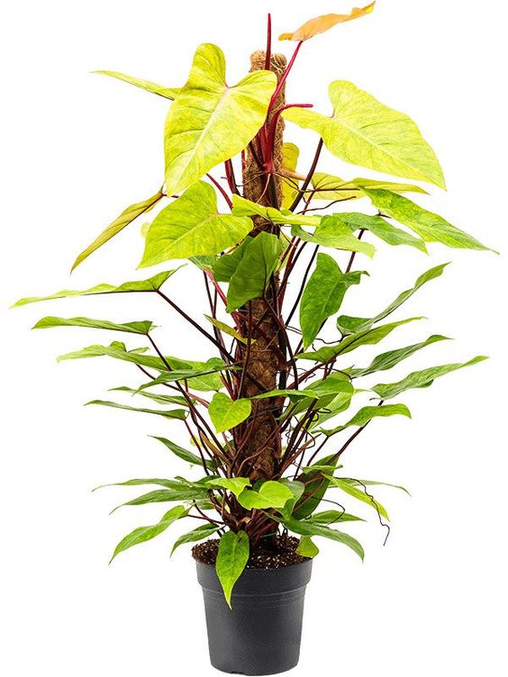 Philodendron Panited Lady