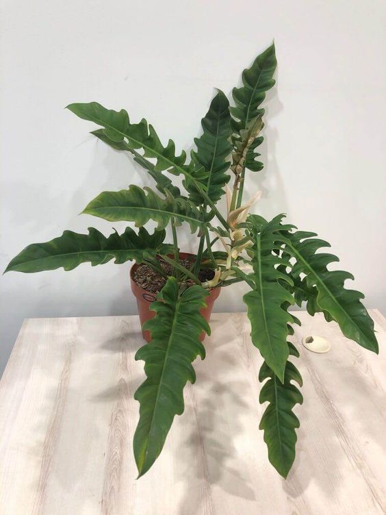 Philodendron Jungle Boogie