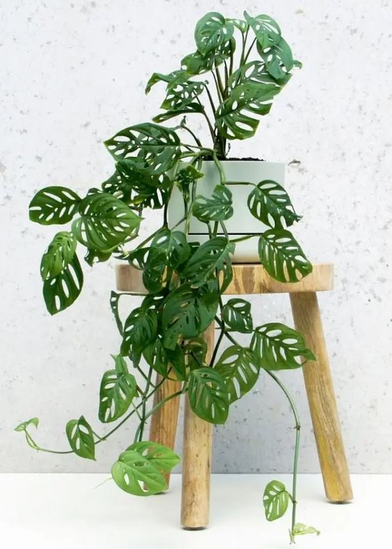 Monstera Adansonii