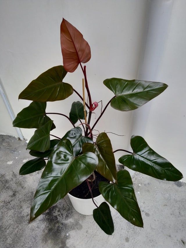 Red-Emerald-Phil-1
