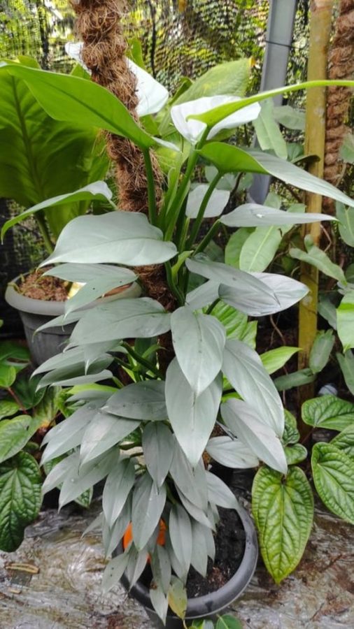 Philodendron Sliver Sword (Kiếm Bạc)